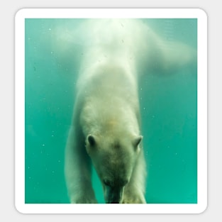 Polar bear swimming under water Sticker